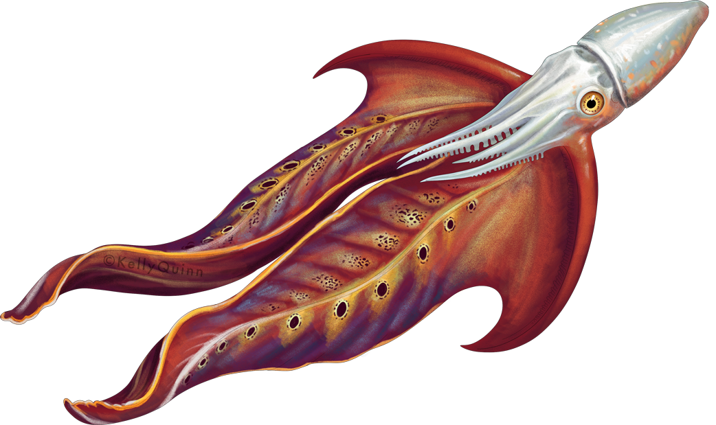 Common blanket octopus